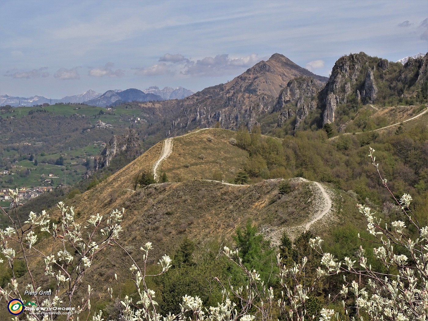 56 Amelanchier ovalis (Pero corvino) in fioritura con vista sulla linea tagliafuoco e Monte Gioco.JPG
